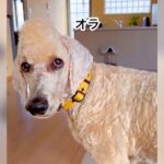 犬の前髪を切りすぎてしまった結果…秀逸過ぎる光景が191万再生「あかん、腹痛い」「方言のクセも相まって面白すぎ」爆笑の嵐(ブログ)