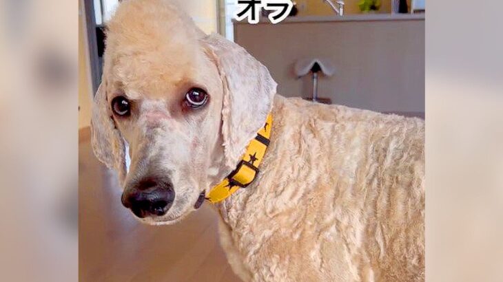 犬の前髪を切りすぎてしまった結果…秀逸過ぎる光景が191万再生「あかん、腹痛い」「方言のクセも相まって面白すぎ」爆笑の嵐(ブログ)