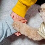 犬の前で手を重ね合わせてみたら…理解力が高すぎる驚きの行動が338万再生「一瞬で理解するの賢すぎる」「俺より頭いい」の声(ブログ)