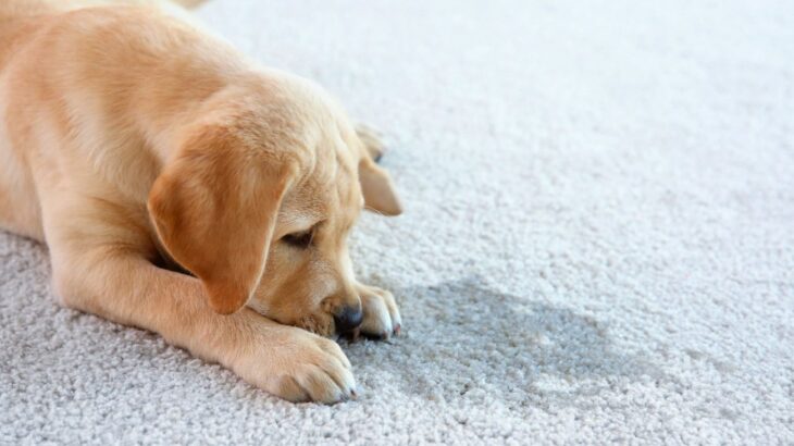 犬がトイレを失敗する5つの理由　成功の秘訣や粗相をしたときに飼い主がしてはいけない行動まで(ブログ)