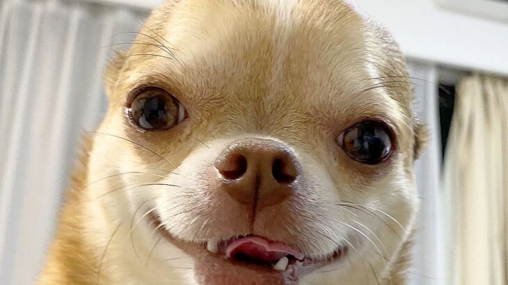 2匹の犬に『散歩に行けない』と伝えたら…正反対過ぎる反応が100万表示「散歩イヤなんかｗ」「犬みたいな何かで笑った」と爆笑の声も(ブログ)
