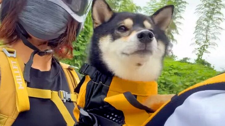 犬と一緒にバイクに乗ろうとしたら…飼い主との『リュック攻防戦』に33万2000再生の反響「声出して笑った」「乗るのは大好きなのにｗ」(ブログ)
