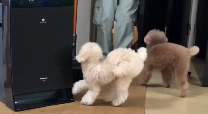 『お姉さん遊ぼう♪』お客さんにテンションが上がるトイプー兄妹「遊びに行きたい」「大暴走が可愛い♡」の声続出(ブログ)