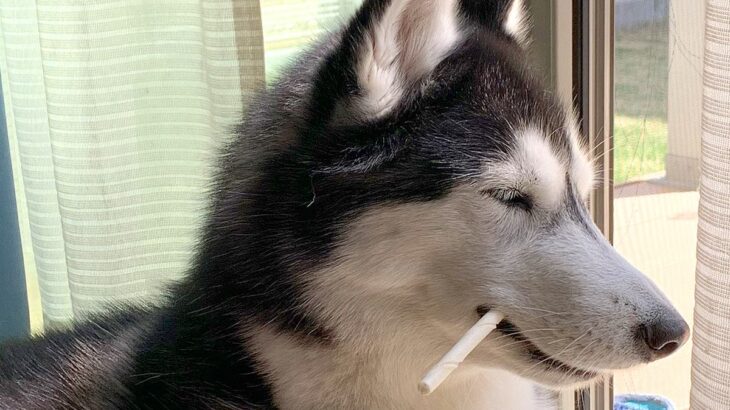 『くわえタバコ』をするハスキー犬…！？かっこよ過ぎる”ハードボイルドな姿”が2万いいねの大反響「クールビューティーで笑ったｗ」(ブログ)