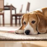 『独りが苦手な犬』の特徴4つ　主な共通点や分離不安になっているときの症状とは(ブログ)