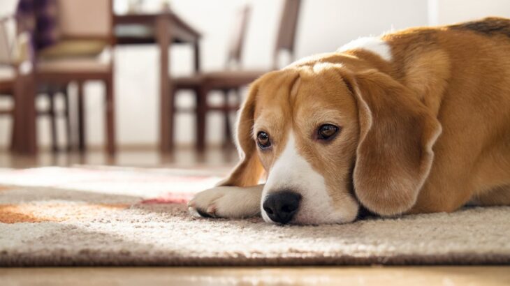 『独りが苦手な犬』の特徴4つ　主な共通点や分離不安になっているときの症状とは(ブログ)