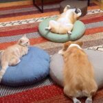 犬と猫がなにかしているので覗いてみたら…まさかの『あやしい儀式』をする光景が25万再生「夢に出てきそう」「ヘソ天教ｗ」と爆笑の声(ブログ)