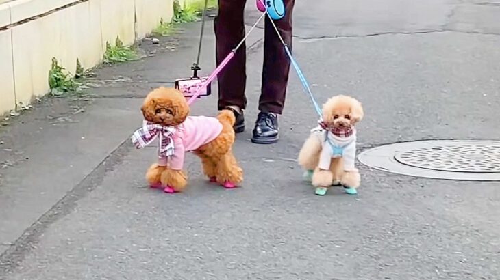 お散歩中に家族が消えたら…犬がまさかの『不審者認定』をする光景に5万再生の反響「立ち止まって探すの愛おしい」「超絶かわゆい」の声(ブログ)
