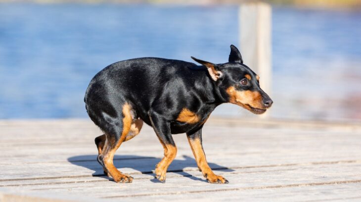 犬の『歩行の仕方』でわかる心理5選　愛犬の歩き方で心や体の調子がわかるって本当？(ブログ)