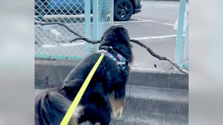 大型犬が『木の棒』をゲットした結果…期待を裏切らない”お約束の展開”が面白過ぎると118万再生「分かってるのに笑っちゃう」爆笑の声(ブログ)