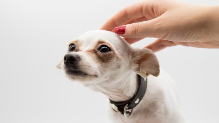 犬が飼い主を嫌いになる『NG行為』5選　嫌がられてしまう原因や関係を良好にするためにできること(ブログ)