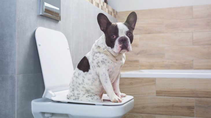 犬に絶対NGな『トイレ環境』３選　排泄を失敗する原因になることも…ストレスを与えないためには？(ブログ)