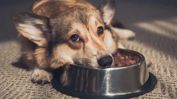 犬は人間にウソをつくの？誤魔化しているときにする行動やタイミングとは？(ブログ)