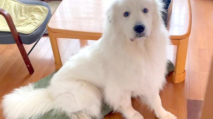 『超大型犬に依存しすぎた飼い主』の末路…後ろ髪を引かれまくる光景が20万再生「愛が重い」「愛しすぎて変態になるパパ最高ｗ」絶賛続々(ブログ)