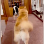 犬たちが来客の出迎えをしたら…無慈悲すぎる対応が97万再生の大反響「好みがハッキリしてて笑った」「お兄さん涙拭いて」爆笑の嵐(ブログ)