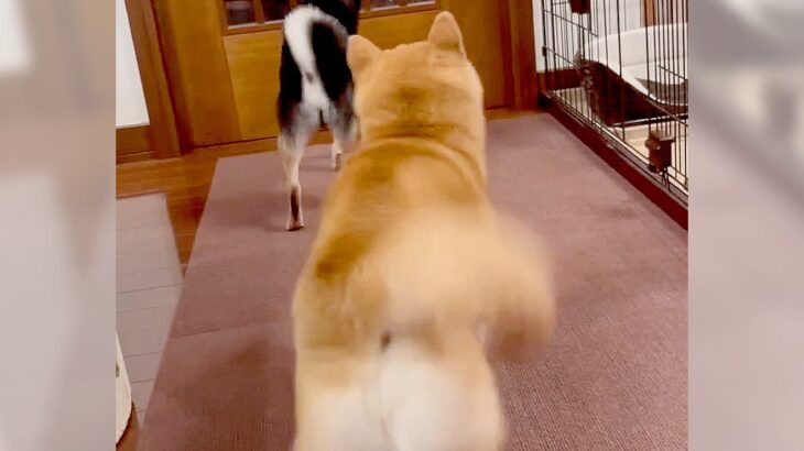 犬たちが来客の出迎えをしたら…無慈悲すぎる対応が97万再生の大反響「好みがハッキリしてて笑った」「お兄さん涙拭いて」爆笑の嵐(ブログ)