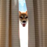 犬の写真を撮ろうとしたら…衝撃的過ぎる『ホラーな光景』が96万再生の大反響「完全に体消えてて笑った」「合成かと思った」驚きの声も(ブログ)