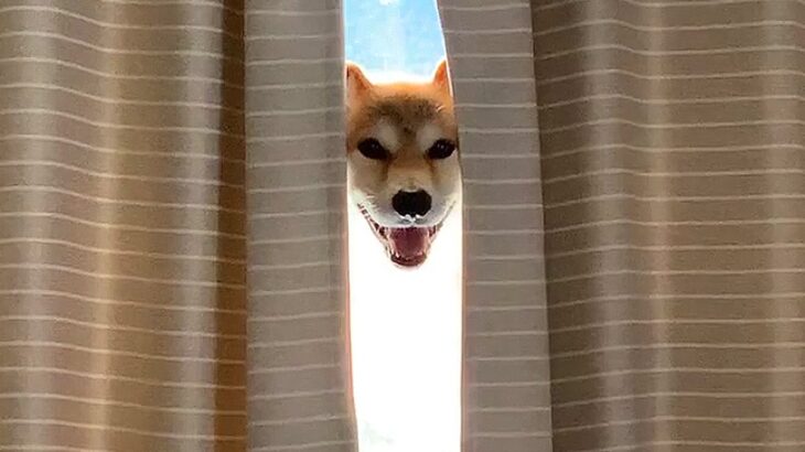 犬の写真を撮ろうとしたら…衝撃的過ぎる『ホラーな光景』が96万再生の大反響「完全に体消えてて笑った」「合成かと思った」驚きの声も(ブログ)