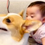 赤ちゃんが犬を『食パン』と勘違いした結果…愛おしすぎる”やり取り”が2万3000再生「ちぎりパンVS食パン」「食べられても嬉しそうｗ」(ブログ)