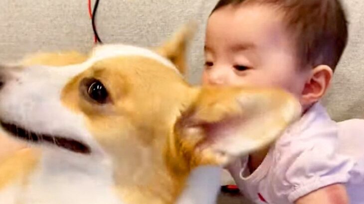 赤ちゃんが犬を『食パン』と勘違いした結果…愛おしすぎる”やり取り”が2万3000再生「ちぎりパンVS食パン」「食べられても嬉しそうｗ」(ブログ)