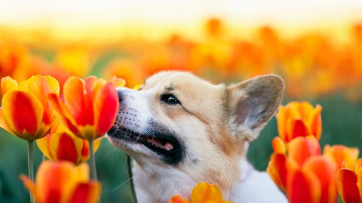 春に気をつけたい犬へのNG行為5選　起こりやすいトラブルや危険を回避する方法まで(ブログ)