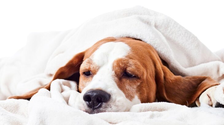 犬の『クッシング症候群』とは？6つの症状や最良の治療法について解説(ブログ)