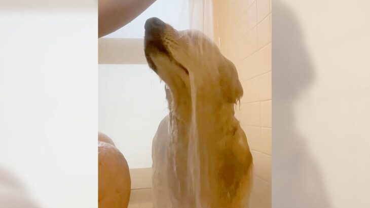 『お風呂が好きすぎる犬』が”ほぼ人間”だと話題に！46万再生を突破したシャワーを堪能する光景に「お利口さん」「アザラシみたいｗ」の声(ブログ)