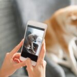 犬の写真をスマホで撮る時のNG行為3つ　愛犬の負担になる危険な行動とは？(ブログ)