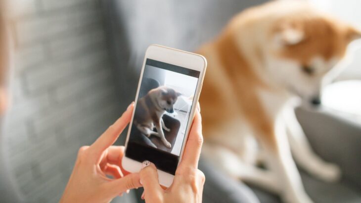 犬の写真をスマホで撮る時のNG行為3つ　愛犬の負担になる危険な行動とは？(ブログ)