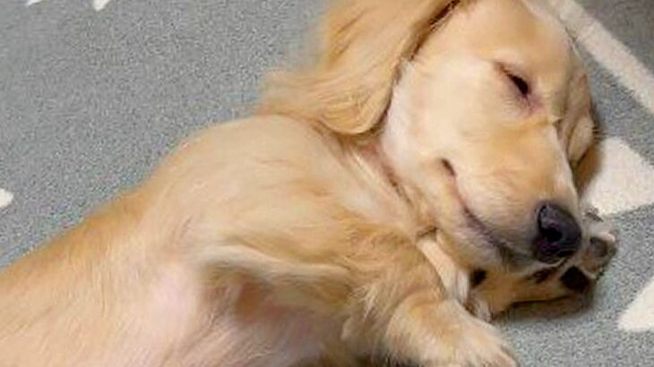 寝ている子犬を撮影したら…可愛すぎる『短い腕枕』が257万再生の大反響「日曜日のお父さんスタイルｗ」「世界一短い腕枕」絶賛続々(ブログ)