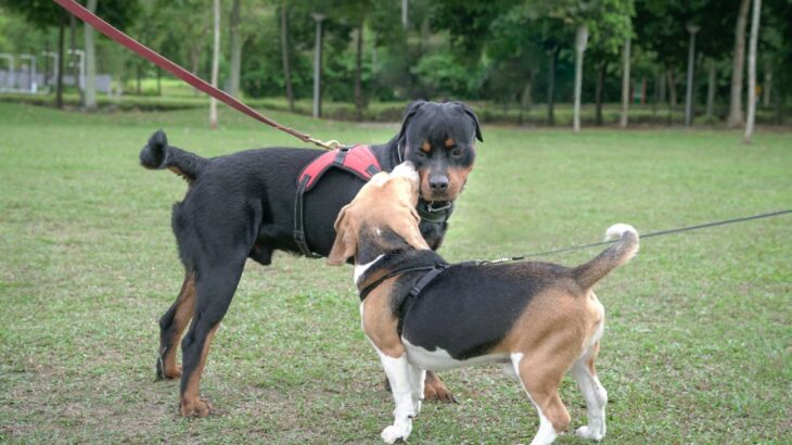 『犬にモテる犬』の特徴5選　愛犬は当てはまる？社交性を高める方法までご紹介(ブログ)