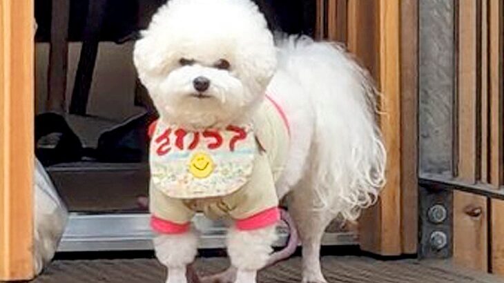 不機嫌顔で主をにらみつける犬…『さわって』の圧が強すぎる姿が140万表示の大反響「矛盾が生じてて笑った」「意思強そうｗ」爆笑の嵐(ブログ)