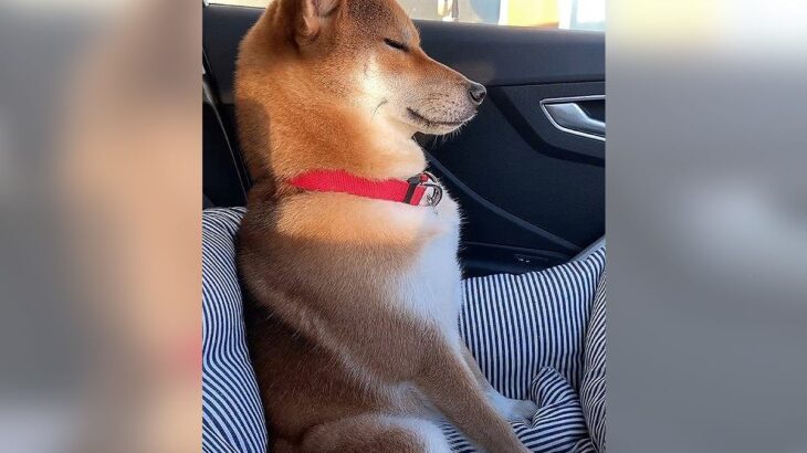 犬と車に乗っていたら…一生懸命『睡魔と戦う姿』が悶絶級に可愛いと100万再生を突破「背筋ピーンｗ」「人間みたいですね」と大絶賛の声(ブログ)
