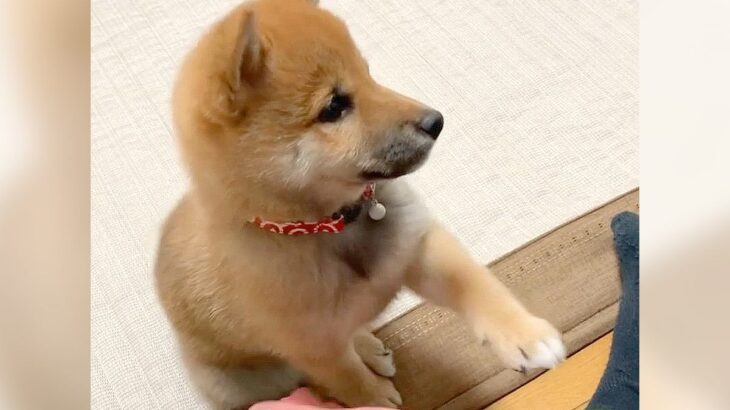 子犬が『おてとおかわり』の練習をした結果…”一生懸命に励む光景”が29万6000再生「疲れがとれました」「可愛いの極み」と悶絶の声(ブログ)