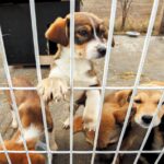 『捨てられてしまった犬』はどうなる？捨て犬の実情や救うためにできることとは(ブログ)
