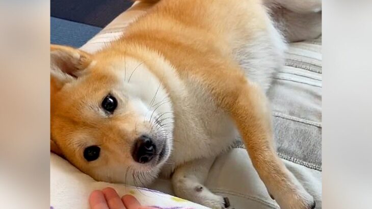 柴犬が『おかわり』を忘れてしまった結果…まさかの苦戦する姿が110万再生「忘れちゃうの可愛すぎ」「文句言ってて笑った」爆笑の声(ブログ)