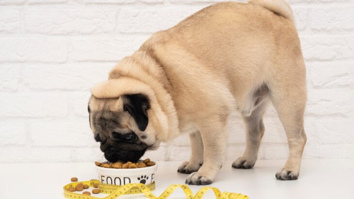 愛犬が太ってしまう『ダメ習慣』3選　肥満が引き起こす病気のリスクや改善方法まで(ブログ)