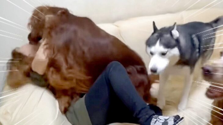 『4匹の大型犬が住む家』を訪問したら…大迫力の”超熱烈歓迎”が激しすぎると27万再生「カオスｗ」「最高にうらやましい」羨望の声も(ブログ)