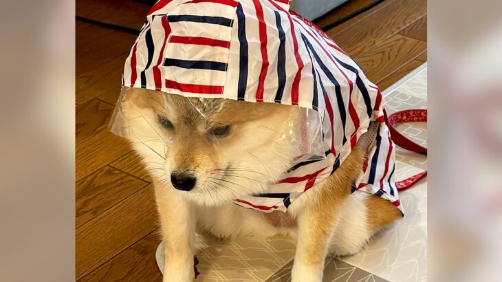 犬と出かけようとしたら…散歩前とは思えない『絶望する姿』に1万8000いいね「この世の終わりで草」「赤ちゃんみたいで可愛すぎるｗ」(ブログ)