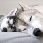 弟ハスキーが父親代わりの兄犬に育てられた結果…兄犬が大好きなやんちゃ犬に成長した弟犬に15万回再生の反響「尊い」「成長に感動」(ブログ)