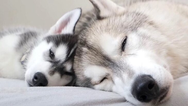 弟ハスキーが父親代わりの兄犬に育てられた結果…兄犬が大好きなやんちゃ犬に成長した弟犬に15万回再生の反響「尊い」「成長に感動」(ブログ)