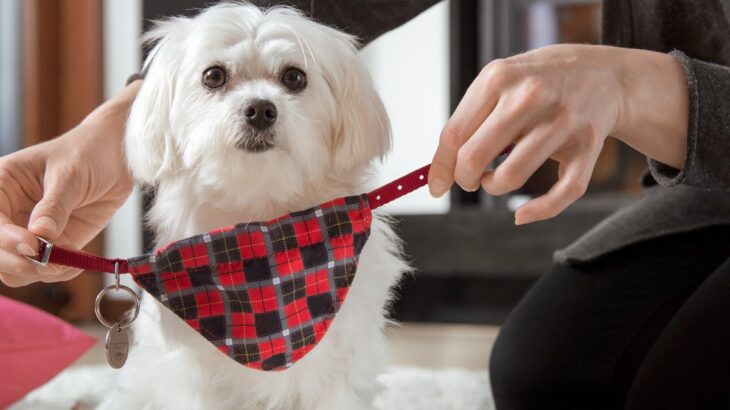 愛犬に名前をつけるときのポイント4つ　覚えやすい名付けのコツや注意点まで解説(ブログ)
