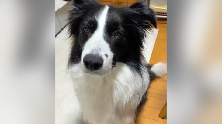 犬の瞳から完全に光が消えてしまった…理由と表情が話題となり65万再生「想像以上に失われてた」「目は口ほどに…」驚きと励ましの声続々(ブログ)