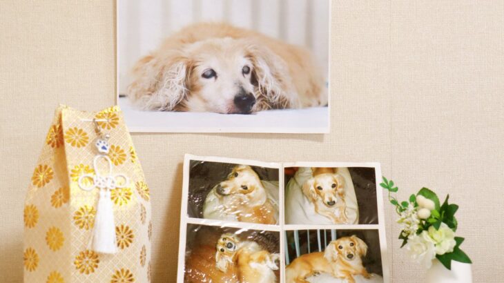 愛犬の死を乗り越えるには…　ペットロスの主な症状や状況を悪化させないためにできること(ブログ)