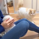 赤ちゃん犬が気になって仕方ない猫…『心配性すぎる行動』が愛おしいと41万再生「もふもふ2匹可愛すぎる」「父性に感動…」と絶賛の声(ブログ)
