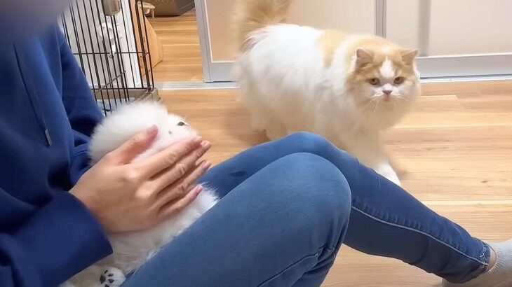 赤ちゃん犬が気になって仕方ない猫…『心配性すぎる行動』が愛おしいと41万再生「もふもふ2匹可愛すぎる」「父性に感動…」と絶賛の声(ブログ)