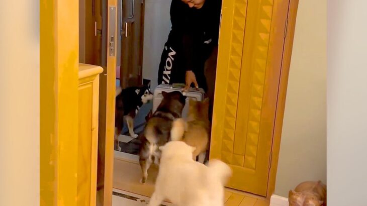柴犬たちが大好きな人と再会したら…熱烈過ぎる歓迎っぷりが151万再生「なんか泣ける」「今まで見た中で一番の大歓迎」感動の声も(ブログ)