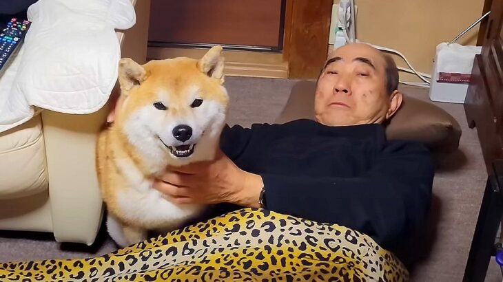 雷に怯える柴犬が『避難先』に選んだのは…かわいすぎる場所で座り込む光景が16万再生「おじいちゃんの力は偉大」「優しさが本物」と大絶賛(ブログ)