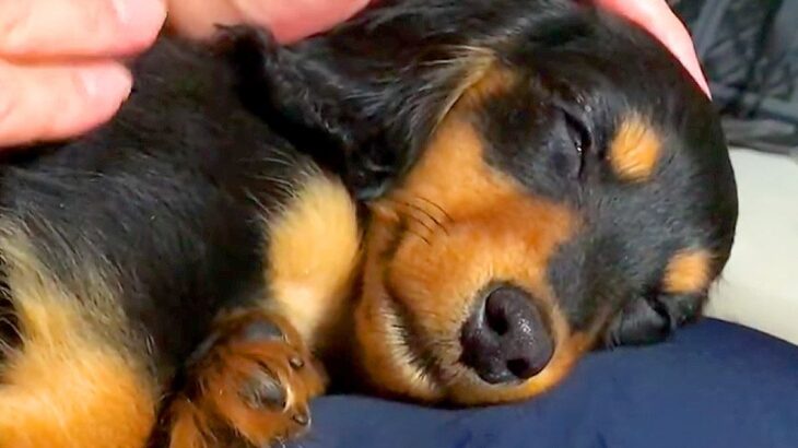 子犬が家族に『トントン』されていたら…膝の上で”寝落ち”する姿が尊すぎると11万再生「かわいいにも程がある」「幸せ頂きました」(ブログ)