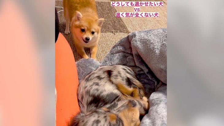 『絶対に退かせたい犬 VS 絶対に退かない犬』…子犬たちの”平和過ぎる攻防”が可愛いと36万再生の反響「怒ってる声さえ可愛い」(ブログ)